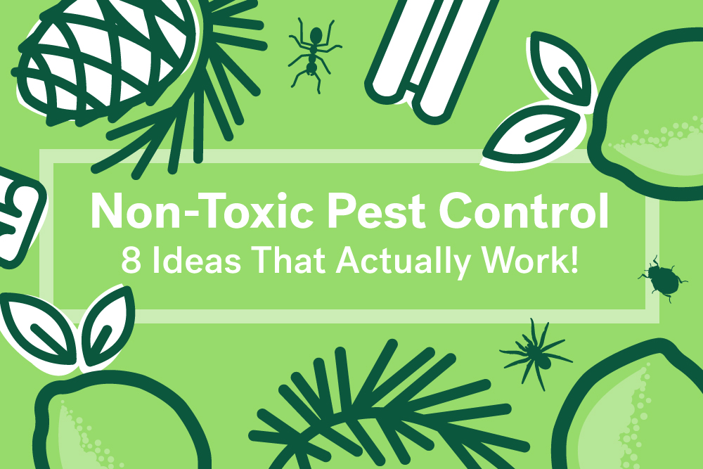 8 NonToxic Natural Pest Control Ideas Life at Home Trulia Blog