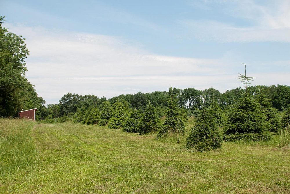 8 christmas tree farm homes for sale life at home 8 christmas tree farm homes for sale life at home